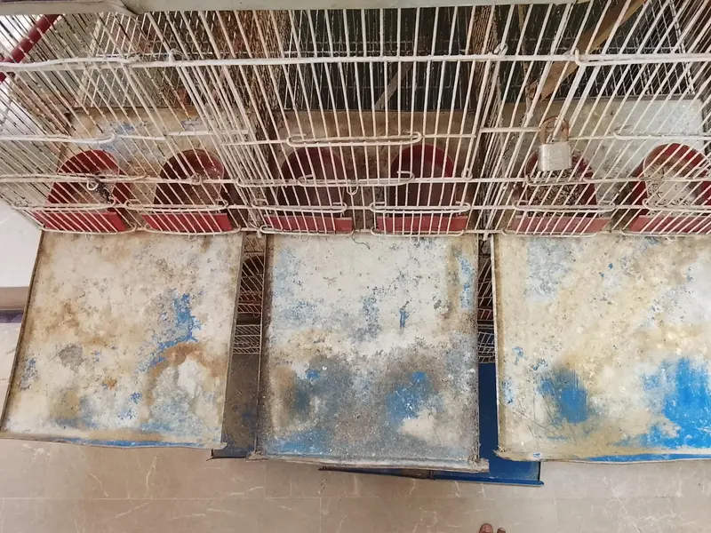 Cages — photo 4