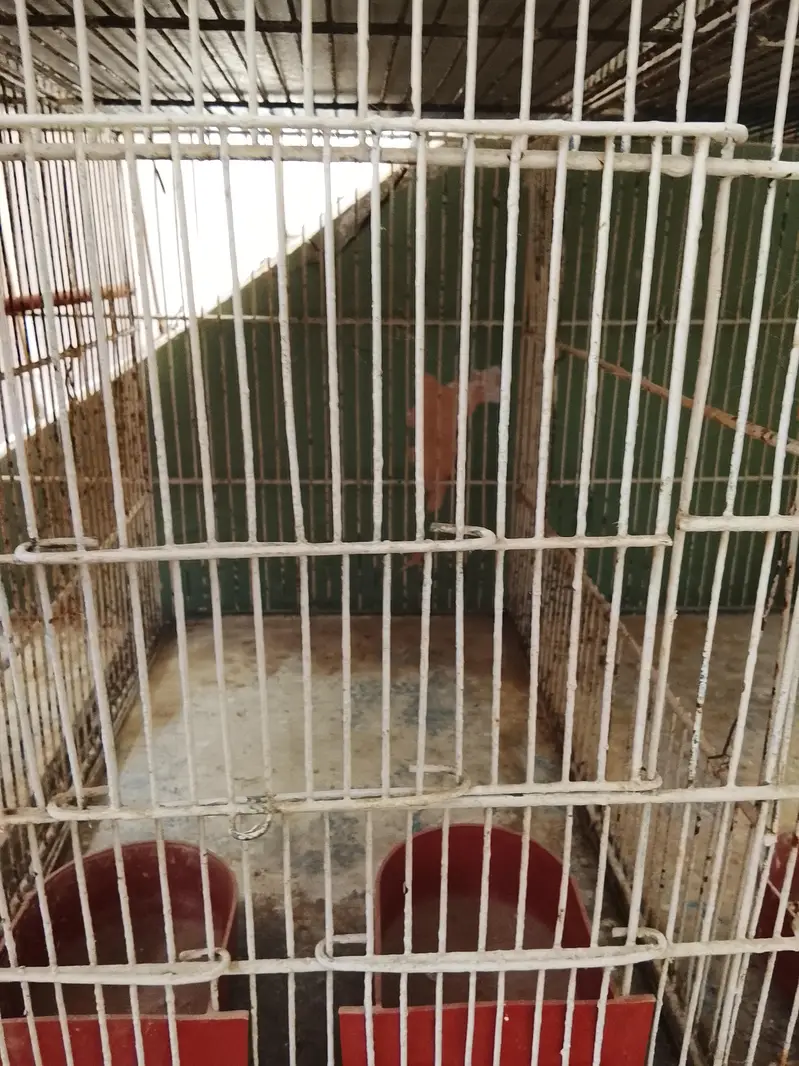 Cages — photo 9