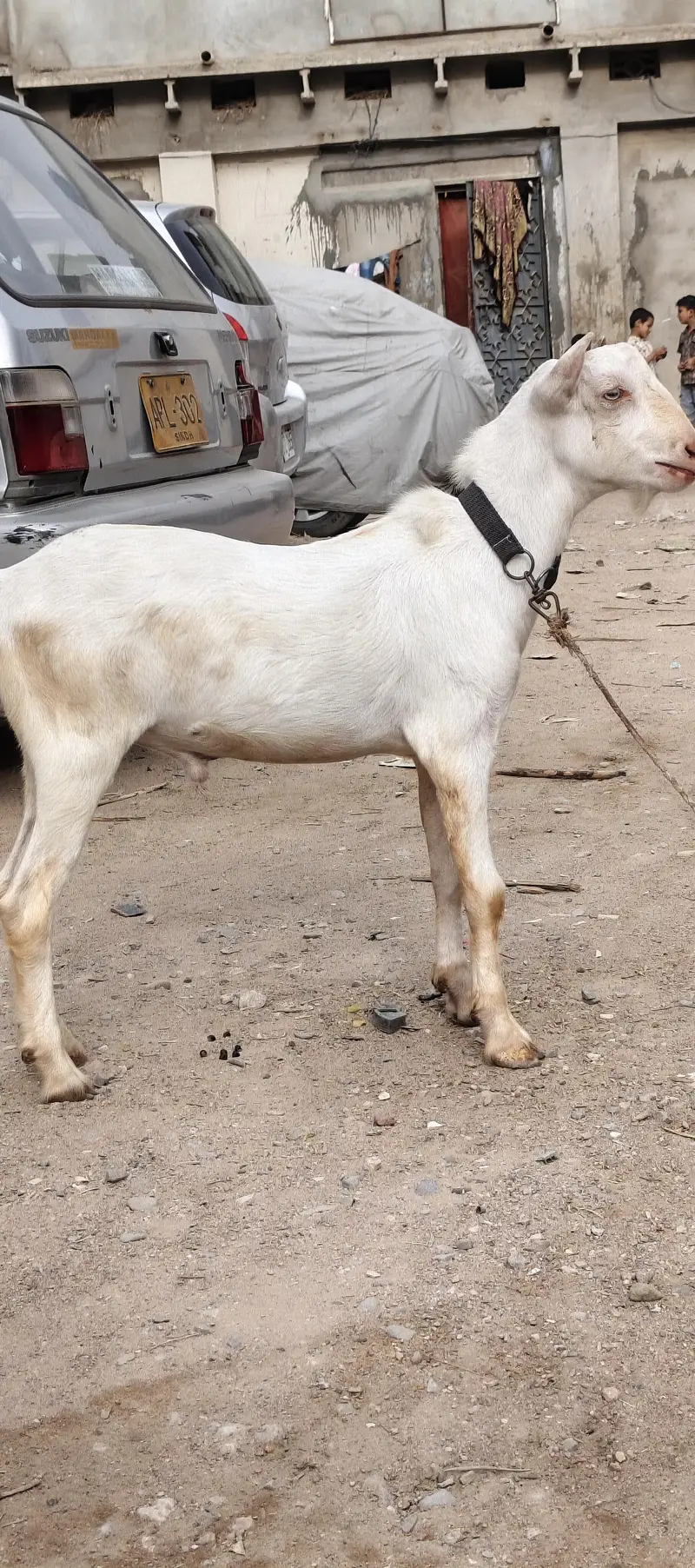 Gulabi tedda white eyes — photo 3