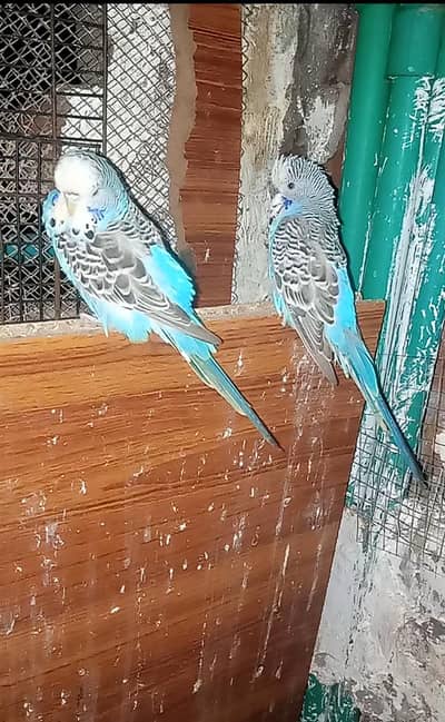 Exhibition Quality Pair as shown in Pictures