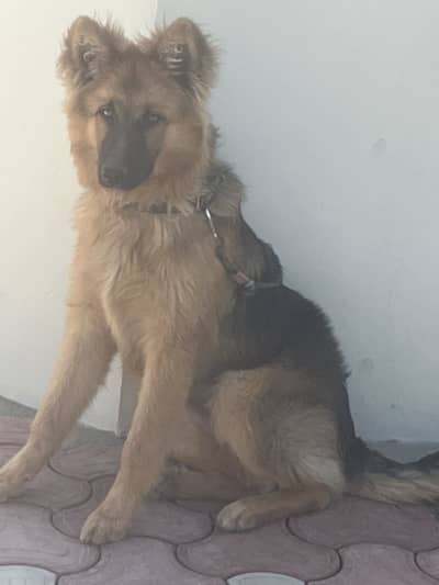 German shepherds double coat