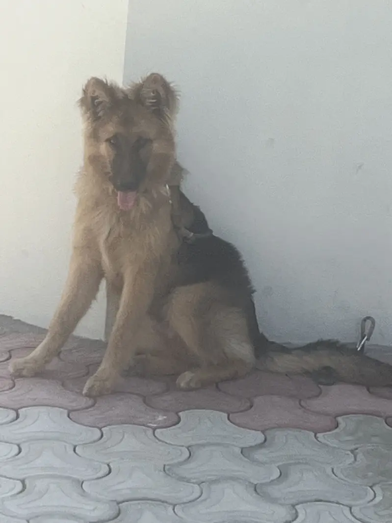 German shepherds double coat — photo 2
