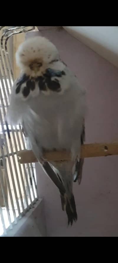 exhibition budgies