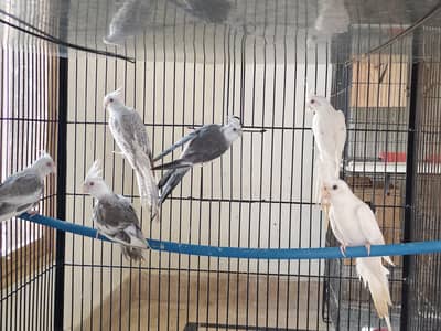 fellow cocktail breeder pair