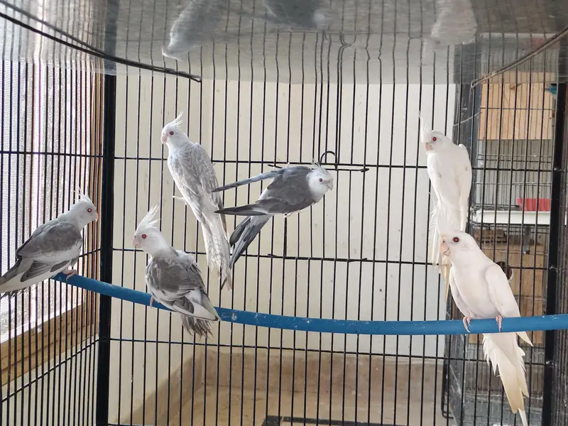 fellow cocktail breeder pair — photo 2