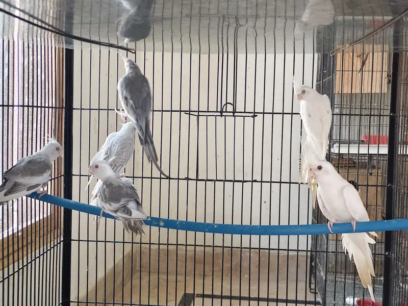 fellow cocktail breeder pair — photo 3