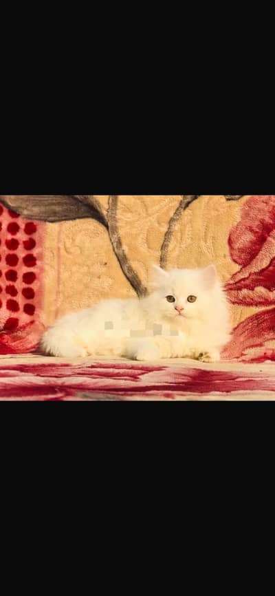 Persian cat