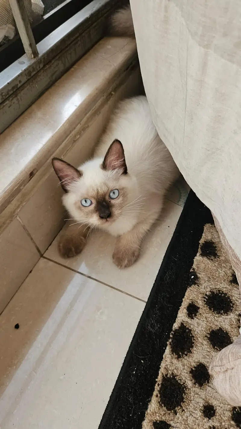 Siamese kitten — photo 2