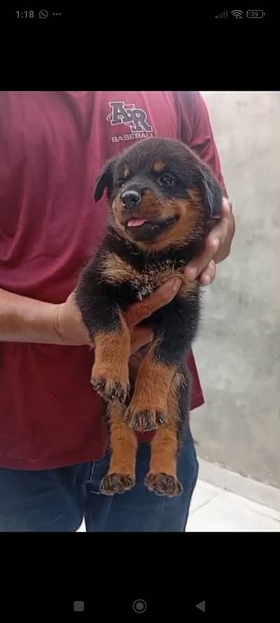 Rottweiler beautiful healthy and active