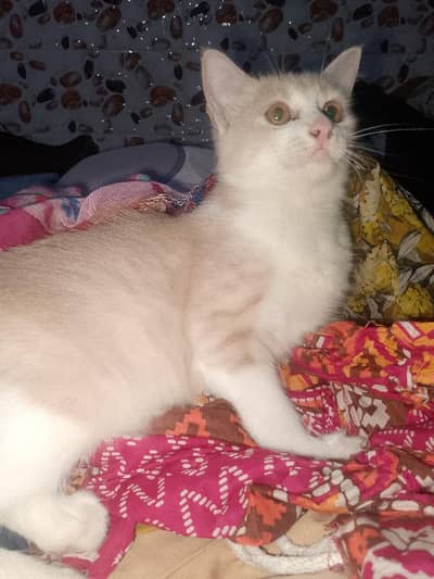 achay kittens hyn munasib paisa lagayn or le jaayn