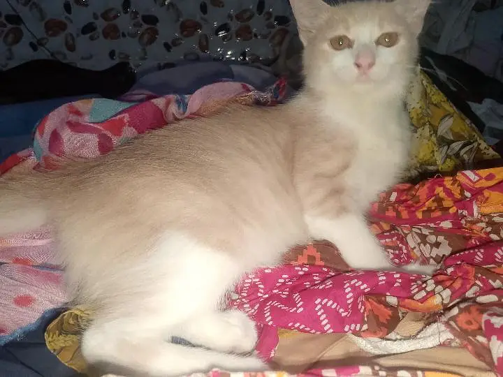 achay kittens hyn munasib paisa lagayn or le jaayn — photo 2
