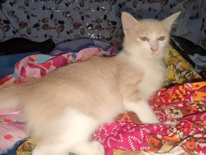 achay kittens hyn munasib paisa lagayn or le jaayn — photo 3