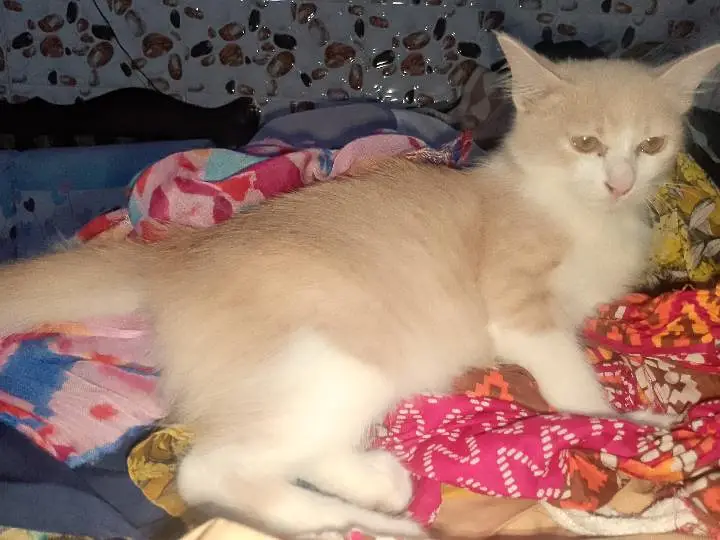 achay kittens hyn munasib paisa lagayn or le jaayn — photo 4