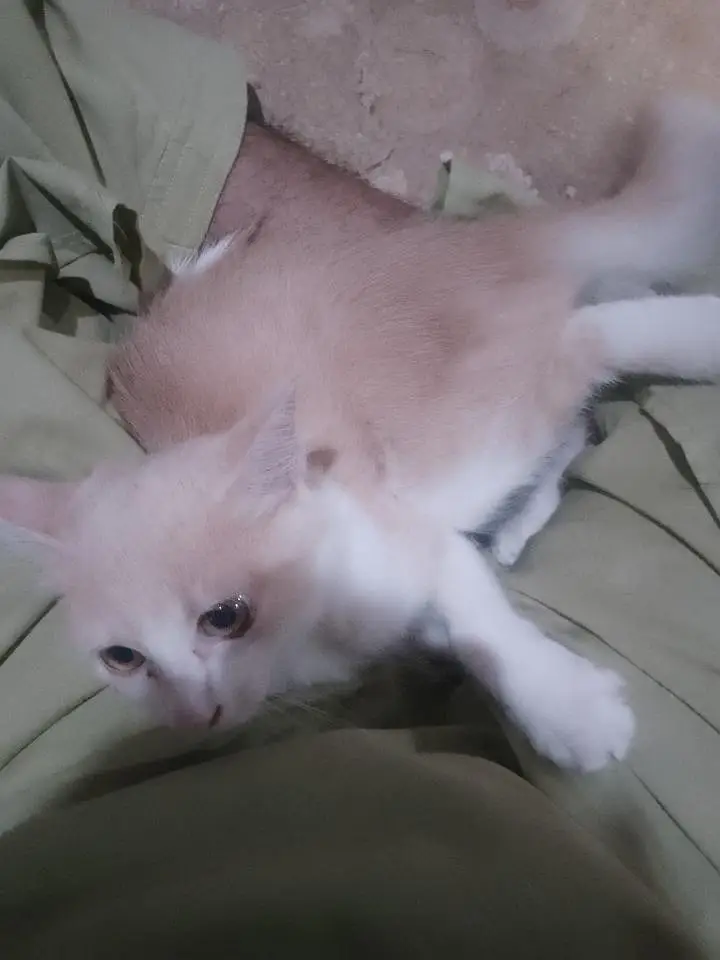 achay kittens hyn munasib paisa lagayn or le jaayn — photo 5