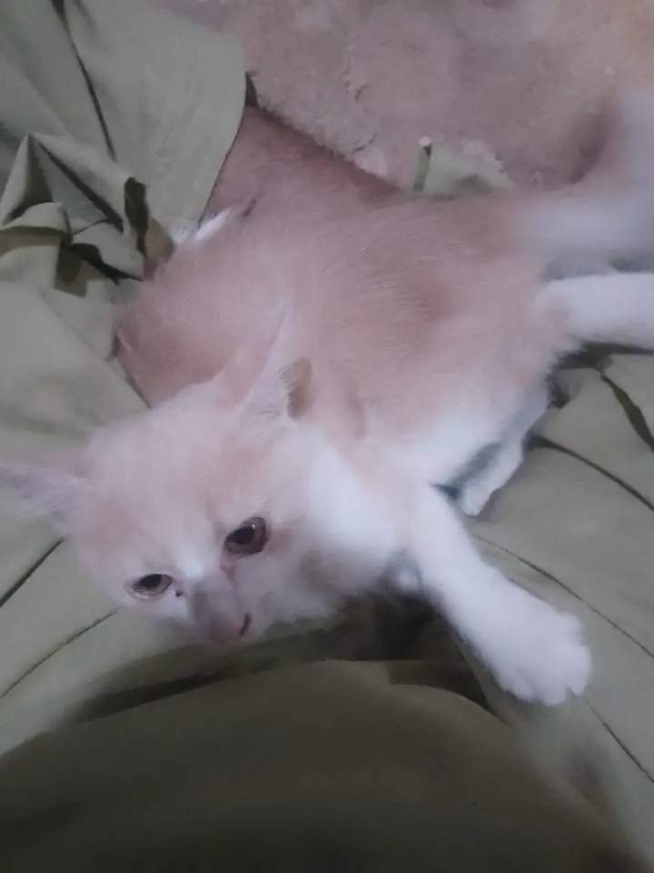 achay kittens hyn munasib paisa lagayn or le jaayn — photo 6