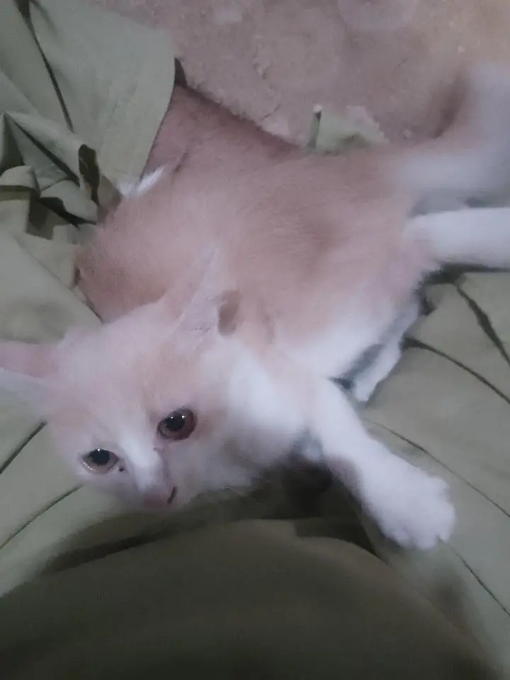 achay kittens hyn munasib paisa lagayn or le jaayn — photo 7