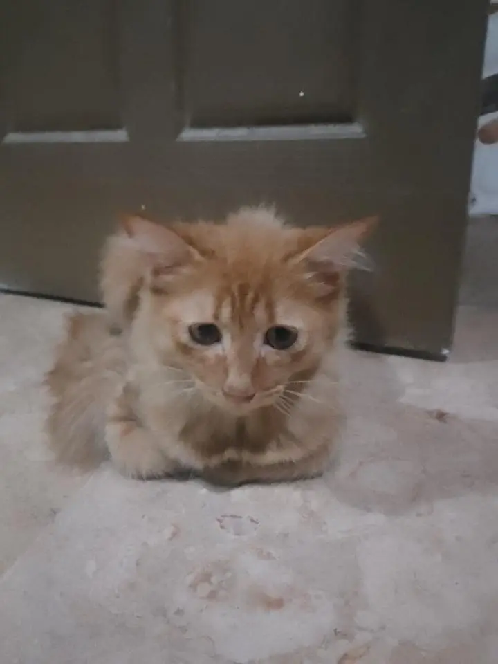 achay kittens hyn munasib paisa lagayn or le jaayn — photo 8