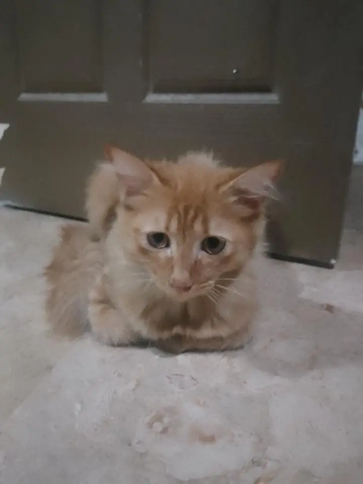 achay kittens hyn munasib paisa lagayn or le jaayn — photo 9
