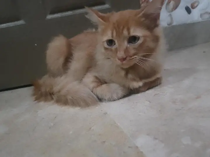 achay kittens hyn munasib paisa lagayn or le jaayn — photo 10