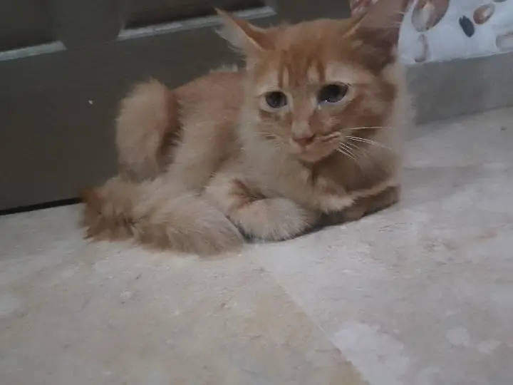 achay kittens hyn munasib paisa lagayn or le jaayn — photo 11