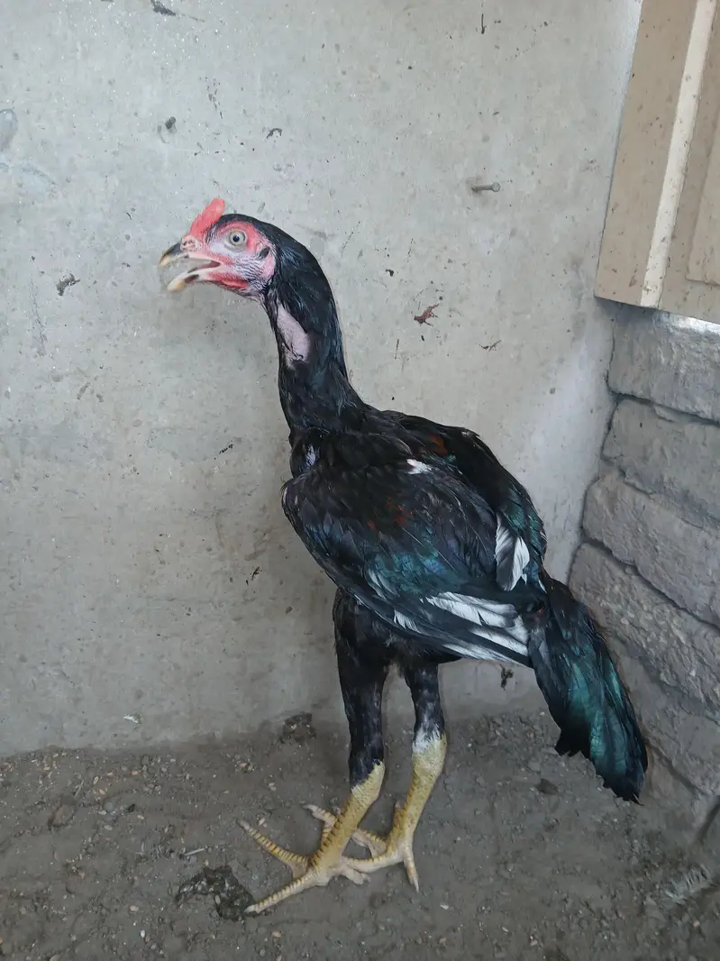 aseel patha or choza — photo 2