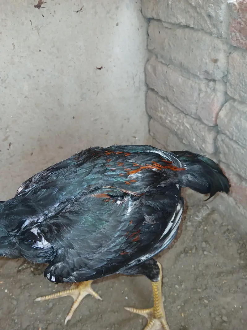 aseel patha or choza — photo 3