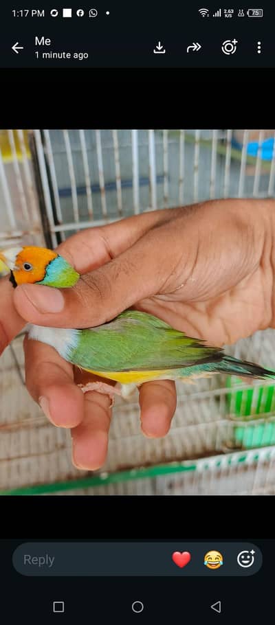 Gouldian finch