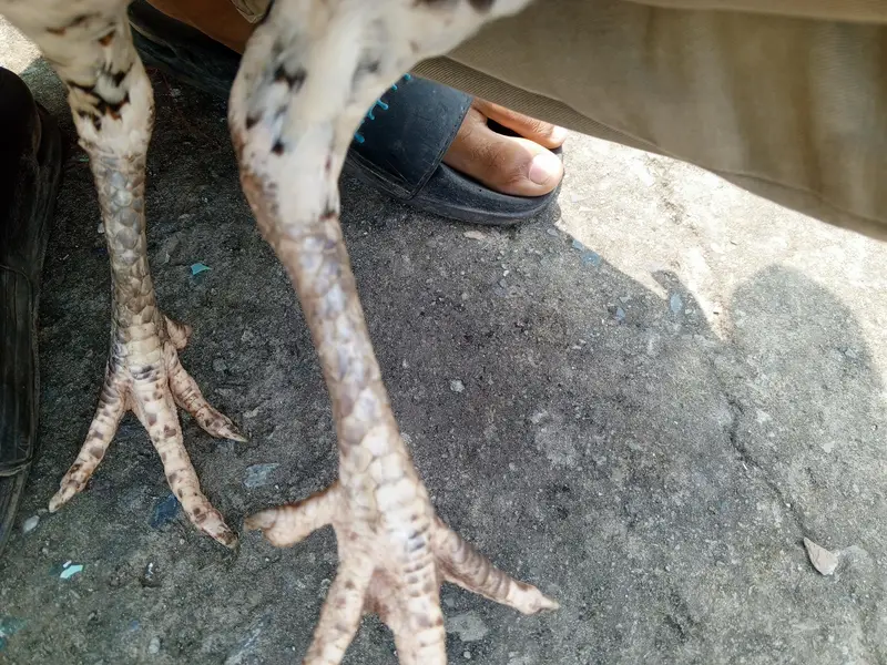 japnees female available for sale — photo 3