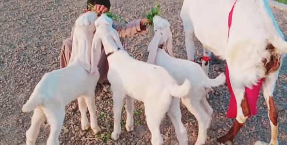 3 Bacchon Ka Sath Desi Bakri For Sale/ 03269382133