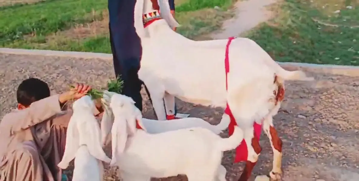 3 Bacchon Ka Sath Desi Bakri For Sale/ 03269382133 — photo 2