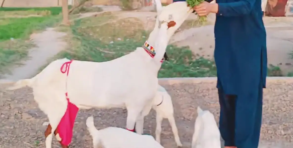 3 Bacchon Ka Sath Desi Bakri For Sale/ 03269382133 — photo 3