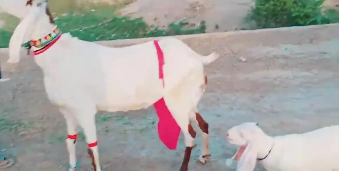 3 Bacchon Ka Sath Desi Bakri For Sale/ 03269382133 — photo 4