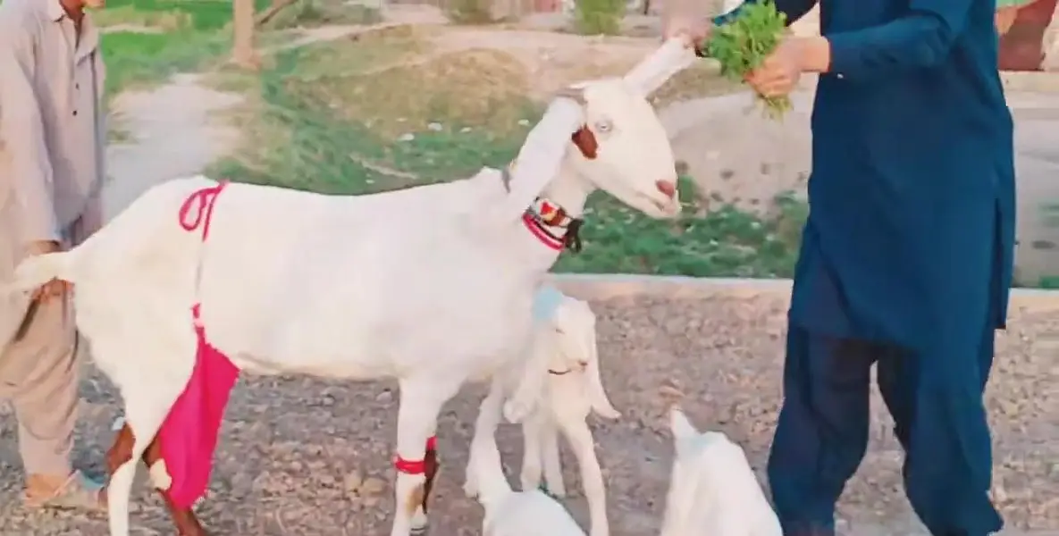 3 Bacchon Ka Sath Desi Bakri For Sale/ 03269382133 — photo 5