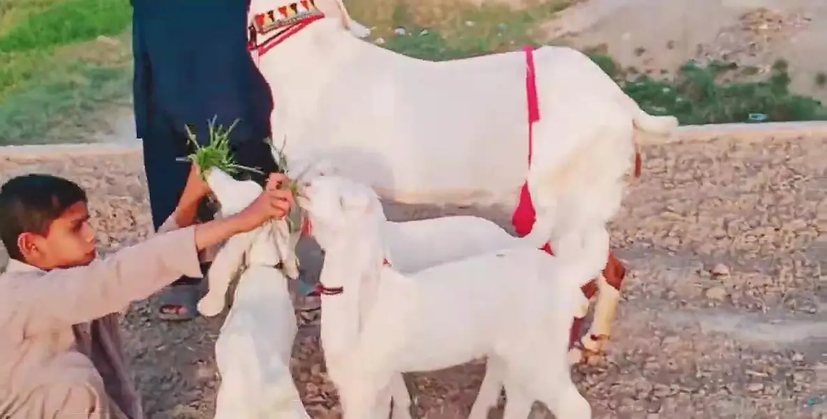 3 Bacchon Ka Sath Desi Bakri For Sale/ 03269382133 — photo 6