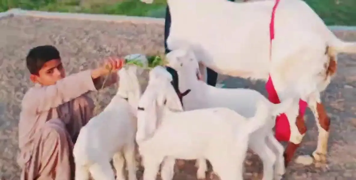 3 Bacchon Ka Sath Desi Bakri For Sale/ 03269382133 — photo 7