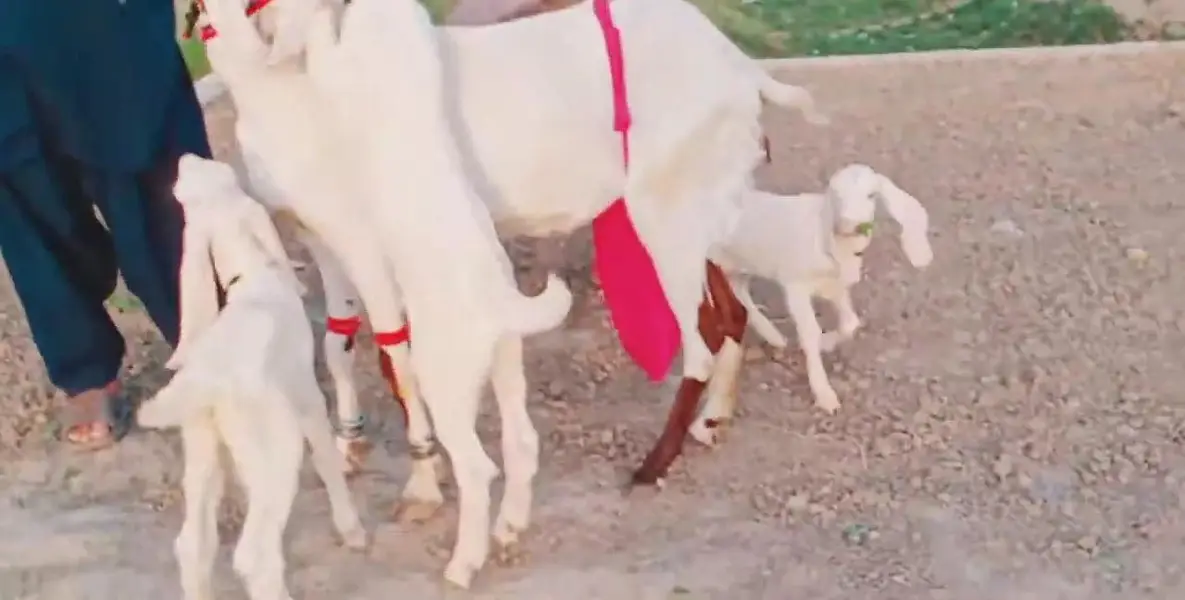 3 Bacchon Ka Sath Desi Bakri For Sale/ 03269382133 — photo 8
