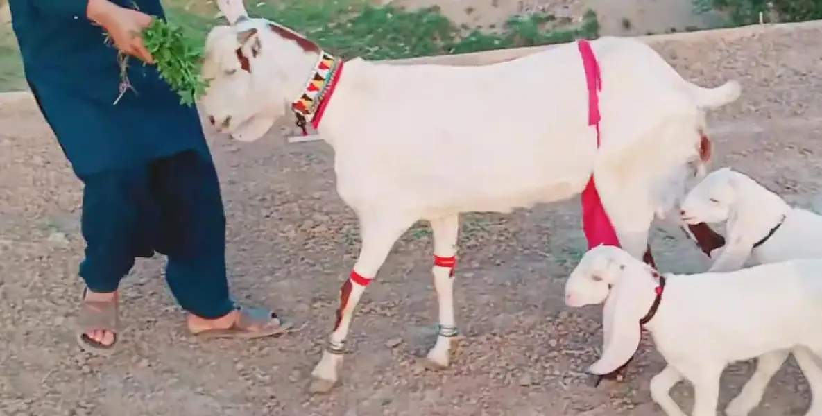 3 Bacchon Ka Sath Desi Bakri For Sale/ 03269382133 — photo 9