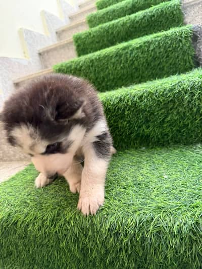 Husky babies for sale