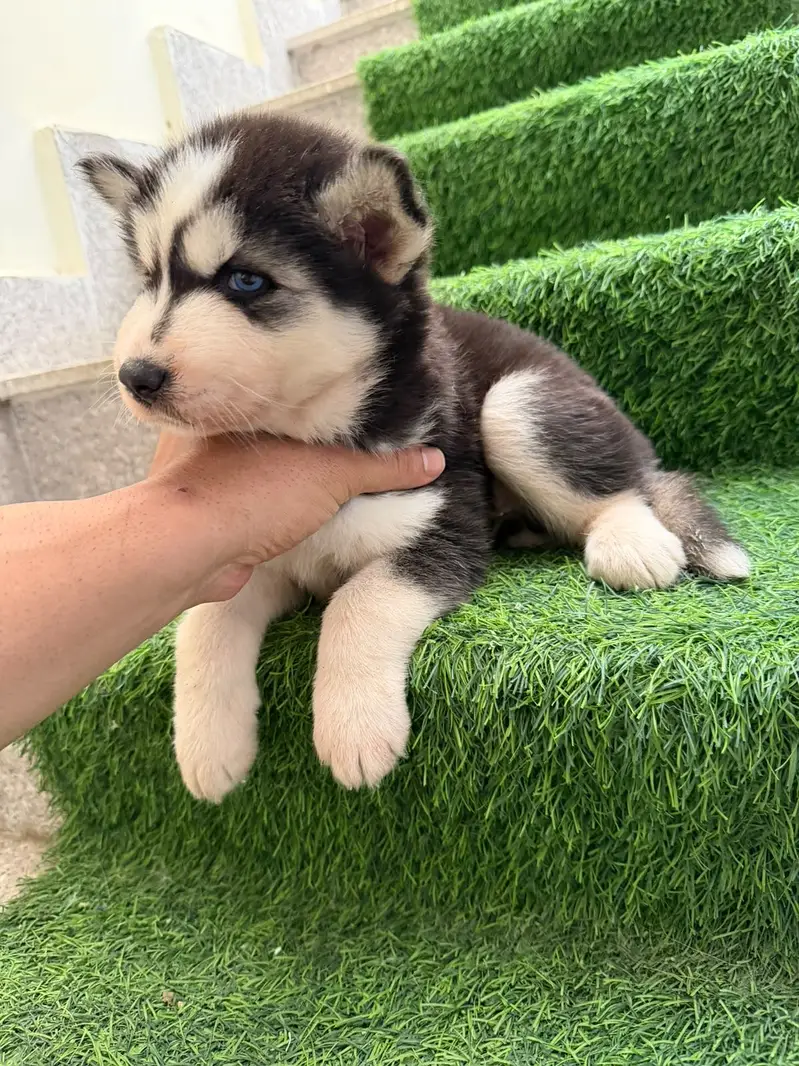 Husky babies for sale — photo 2