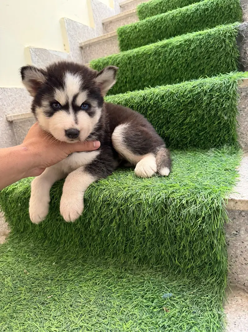 Husky babies for sale — photo 3
