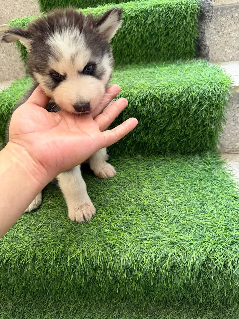 Husky babies for sale — photo 4
