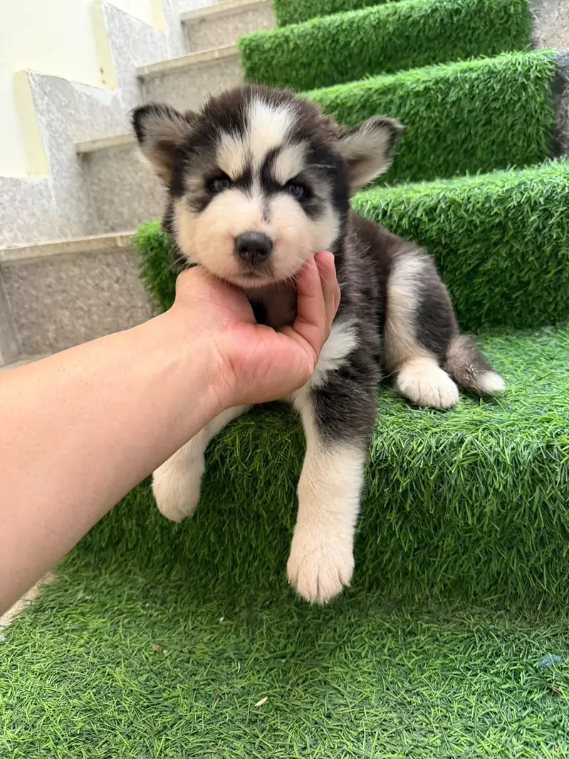 Husky babies for sale — photo 5