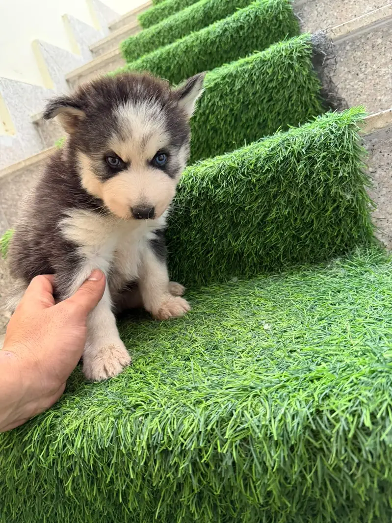 Husky babies for sale — photo 6