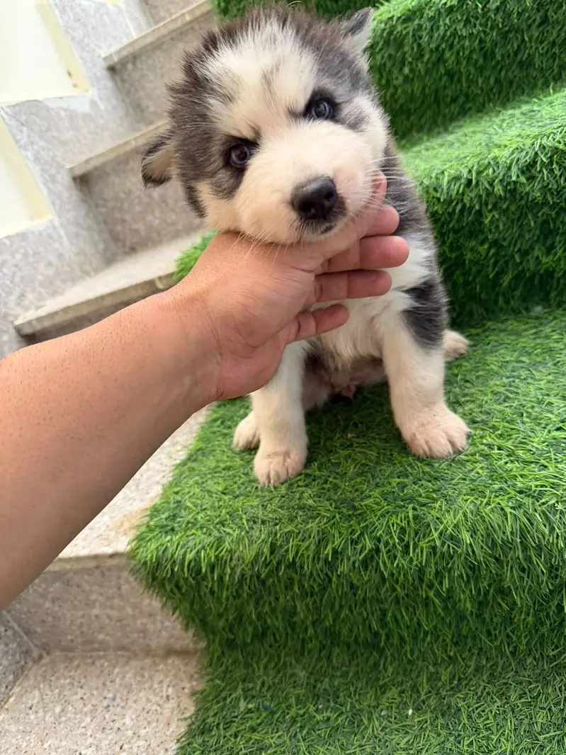Husky babies for sale — photo 7