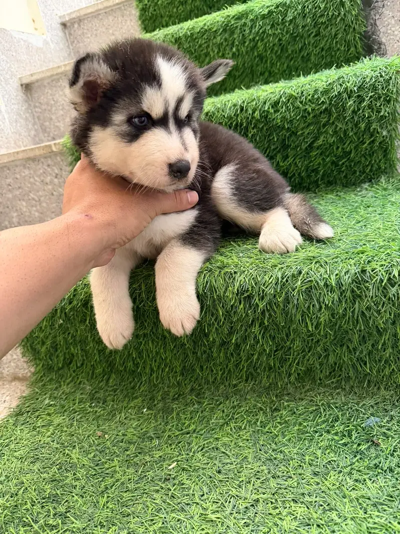 Husky babies for sale — photo 8