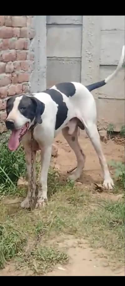 bullly dog cal watsapp 03424153711