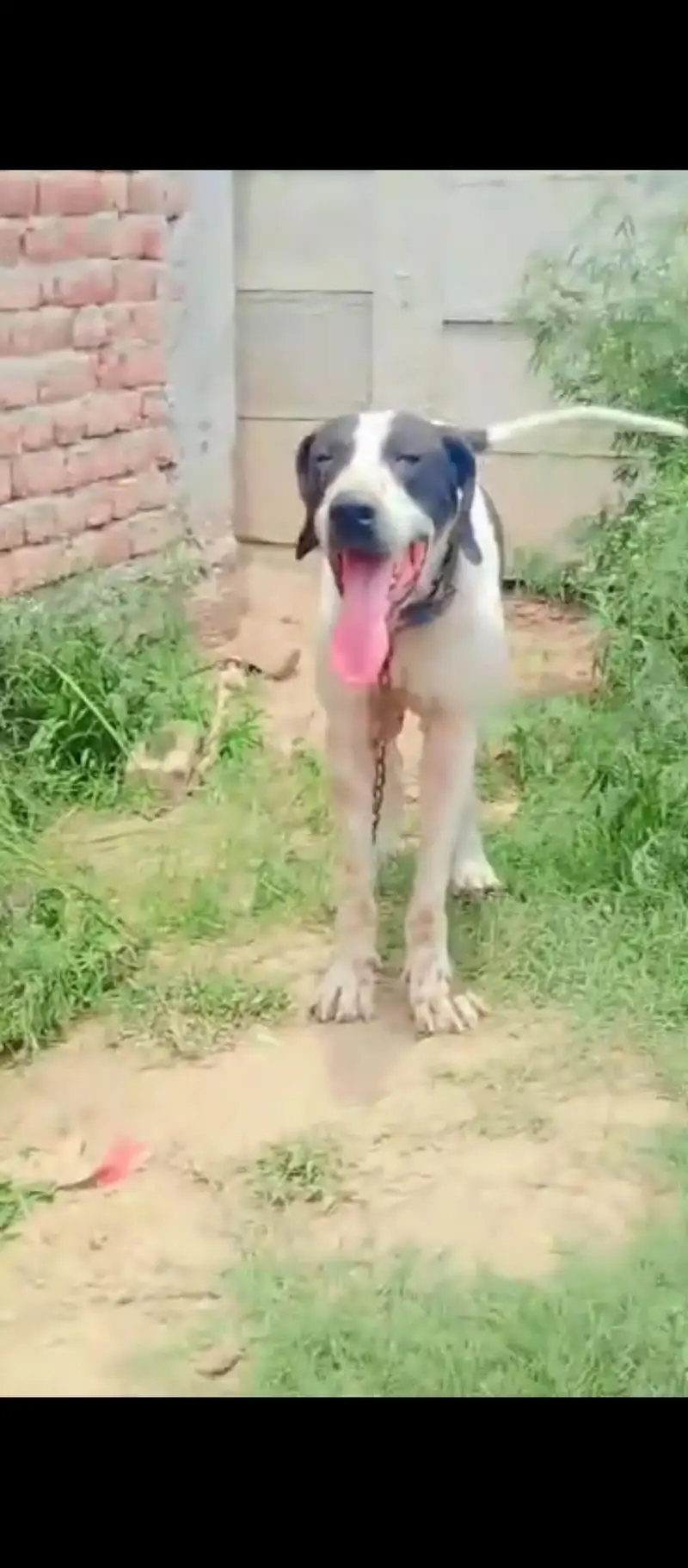 bullly dog cal watsapp 03424153711 — photo 2