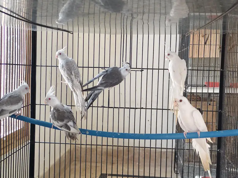 Eno cocktail parrot — photo 2