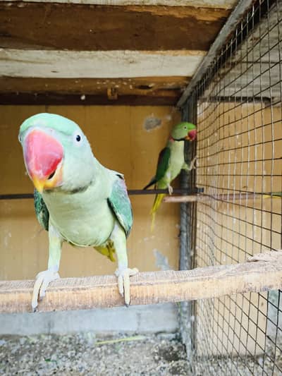 Raw parrot