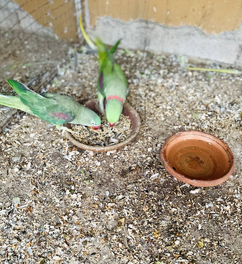 Raw parrot 1
